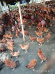 Sonali Chicken (1 kg)