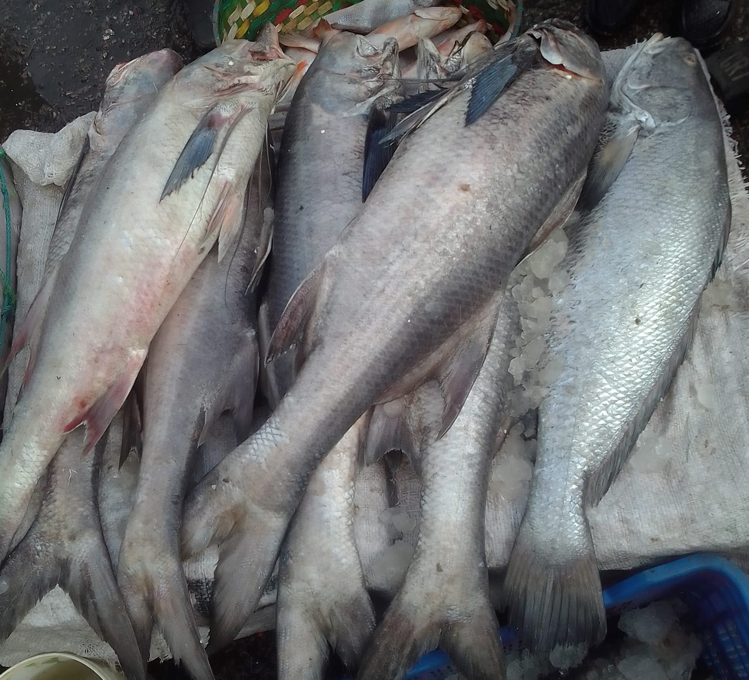 Picture of Tailla Sea Fish (per kg)