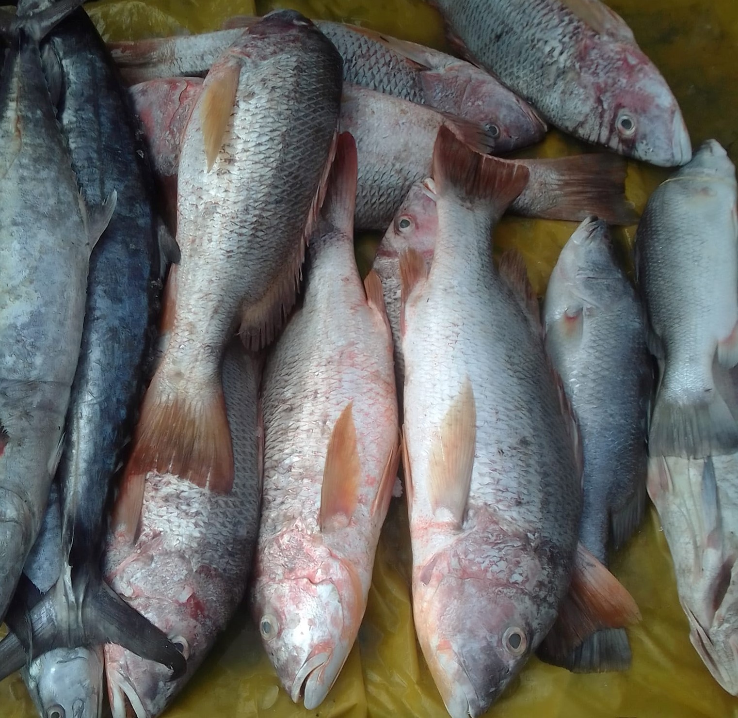 Picture of  Red coral sea Fish(Per kg)