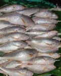  Lenja Poa Sea  Fish(Per kg)
