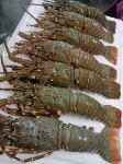 Lobster 1kg