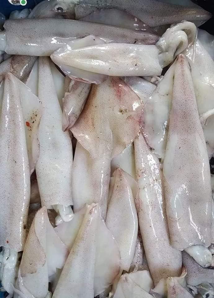 Picture of Octopus  Squid 1kg