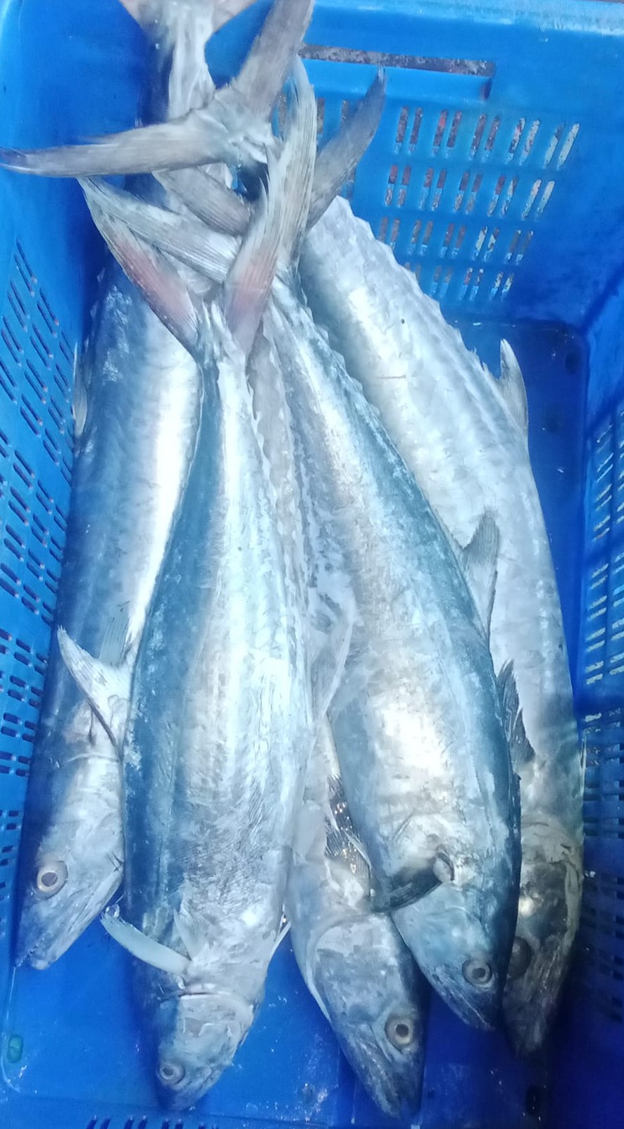 Picture of  Surma Maitya Sea Fish (Per Kg)