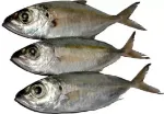 Ayla/Narkel Sea Fish (Per Kg)