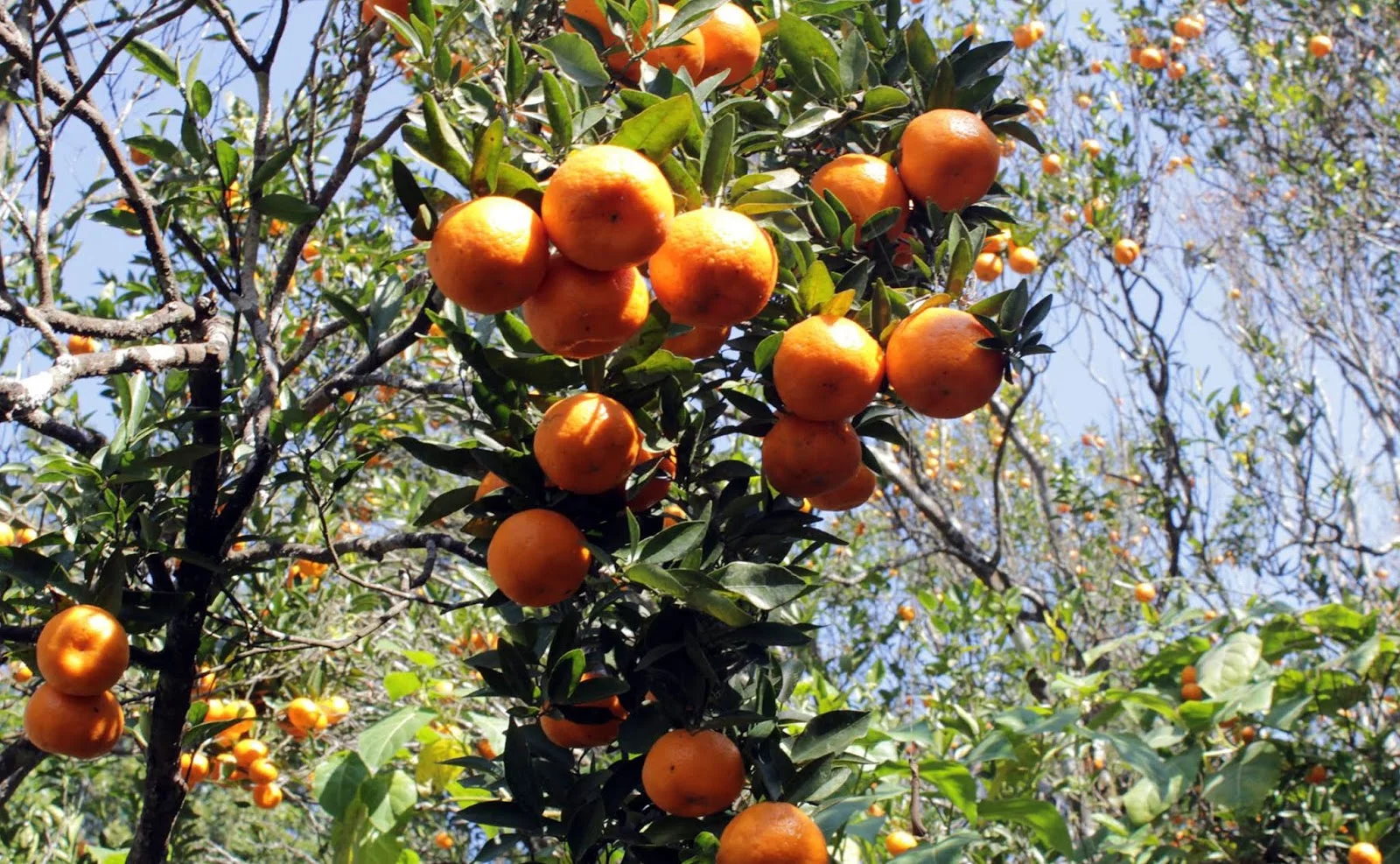 Picture of Darjeeling Orange Fruit Plant (Per Seedling)