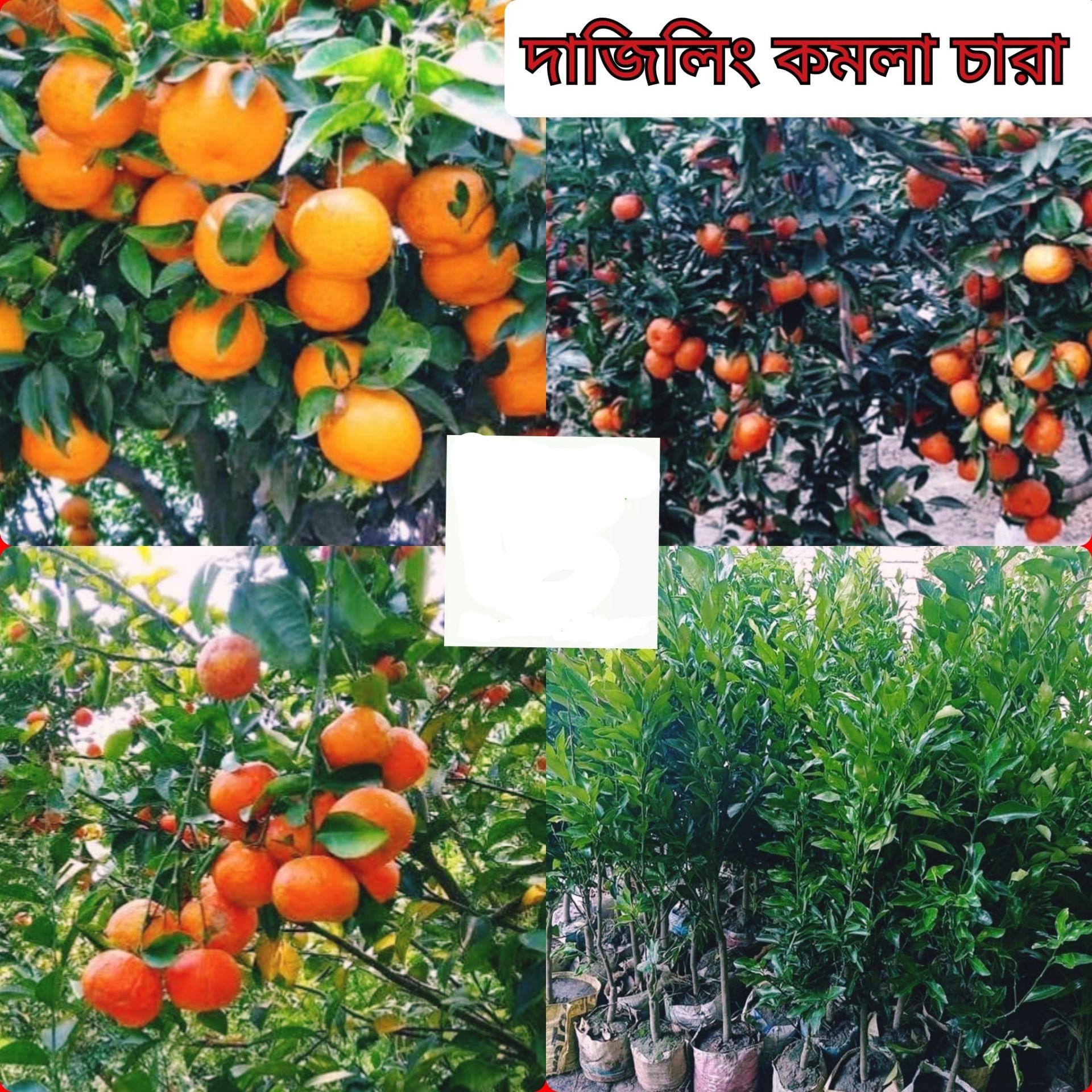 Picture of Darjeeling Orange Fruit Plant (Per Seedling)