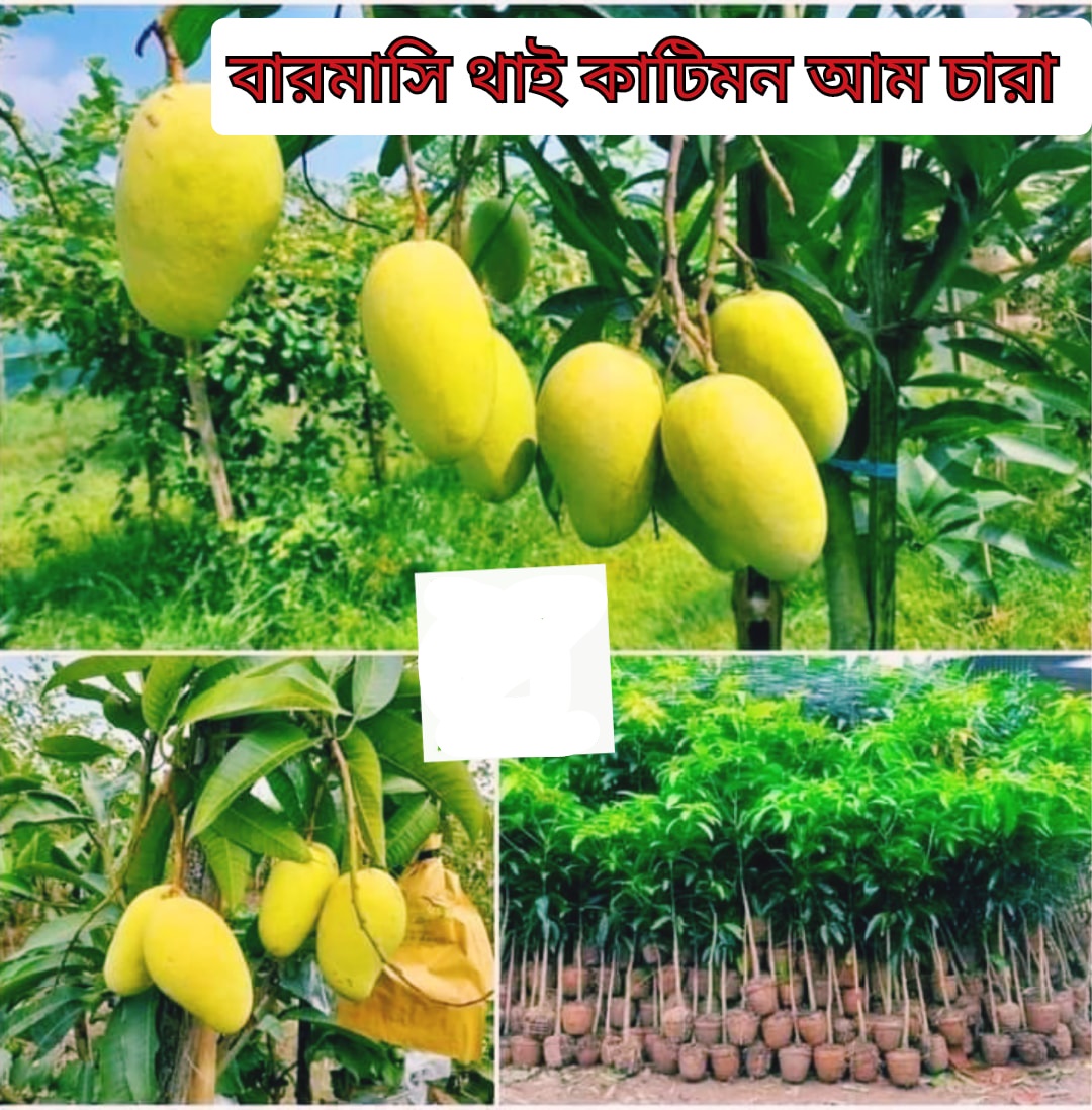 Picture of Thai Katiman Mango Seedlings (per piece)