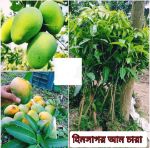 Himsagar mango seedlings (per piece)