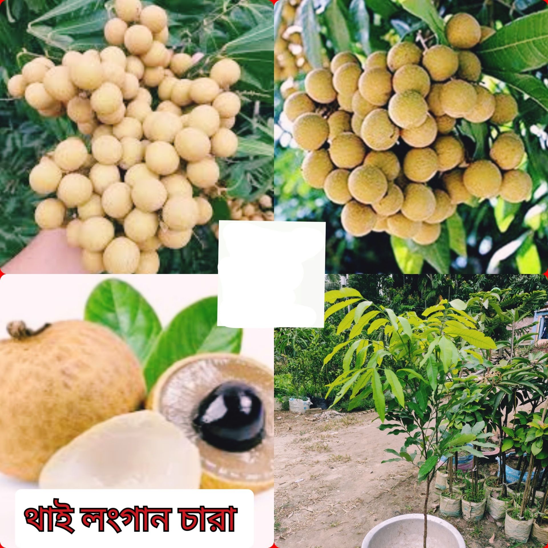 Picture of Thai longan seedling (Per Seedling)