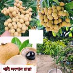 Thai longan seedling (Per Seedling)