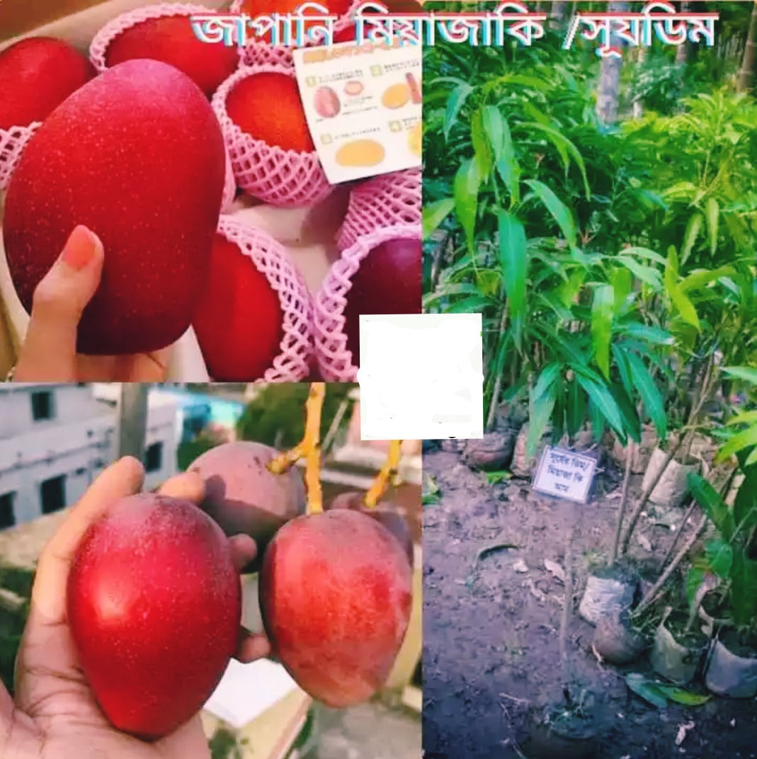 Picture of Japanese Miyazaki mango seedlings (Per seedling)