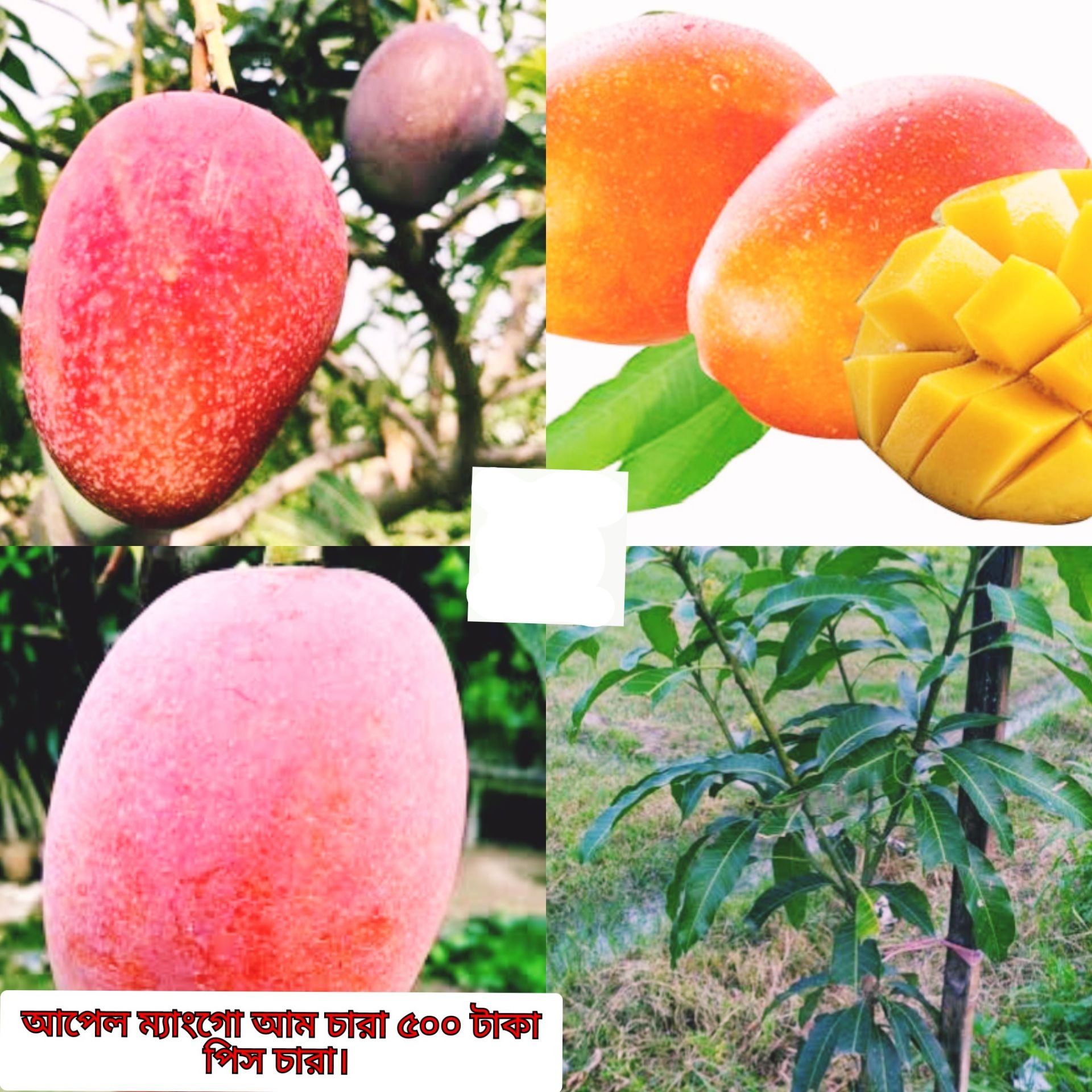 Picture of Alphonso Mango Seedling (Per seedling)