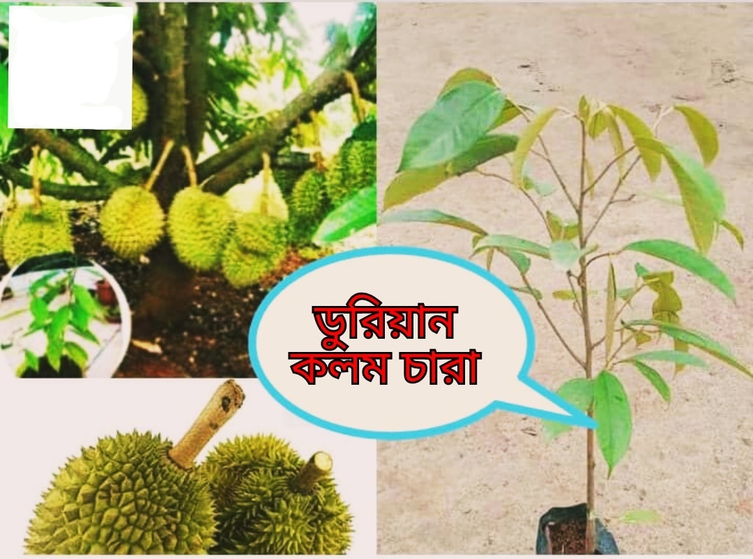 Picture of Malaysian Durian Fruit Seedlings( Per Seedling)