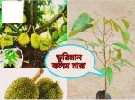 Malaysian Durian Fruit Seedlings( Per Seedling)