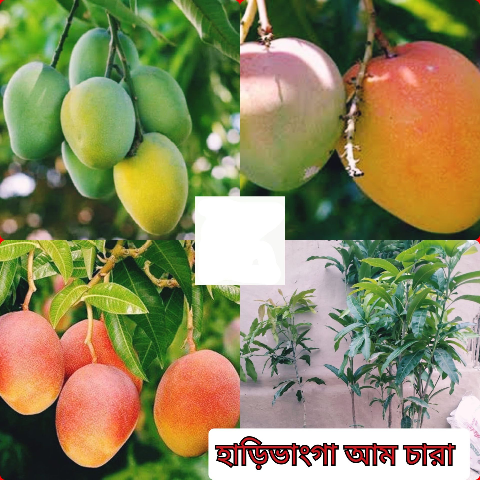 Picture of Harivanga mango Seedling( Per Seedling)