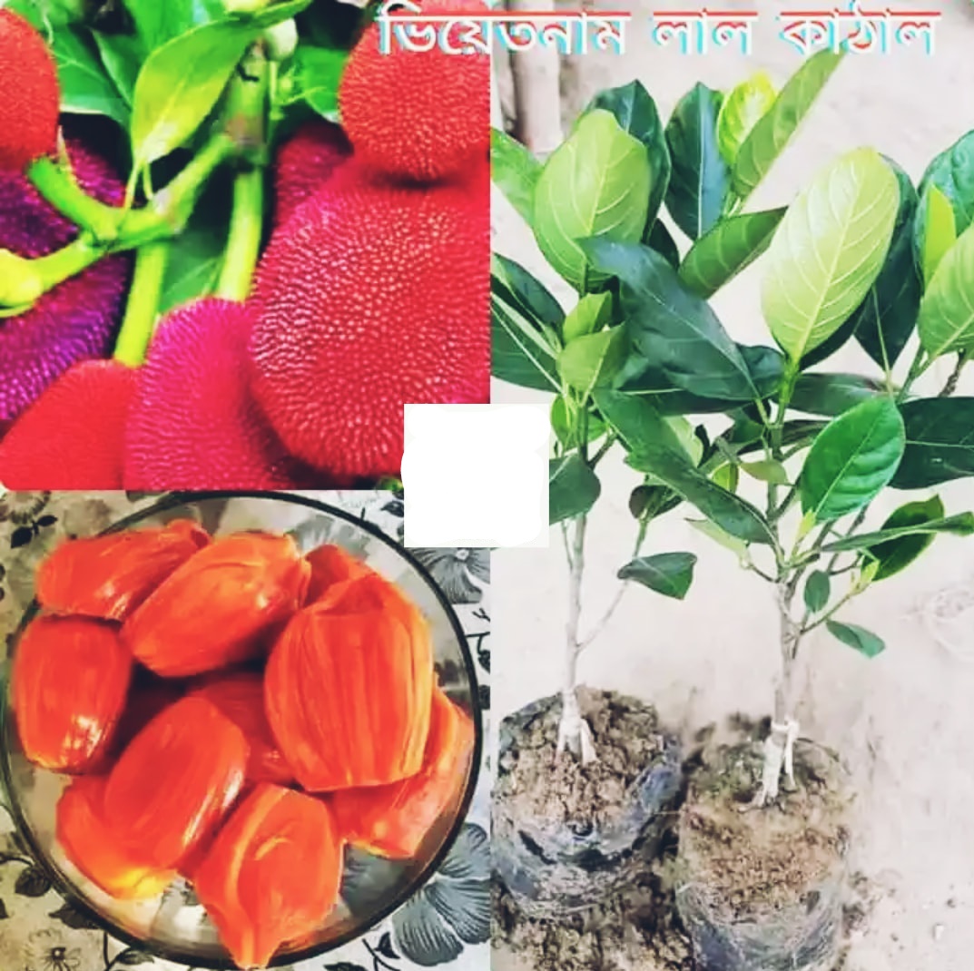 Picture of Vietnam Red Jackfruit Seedlings ( Per seedling)
