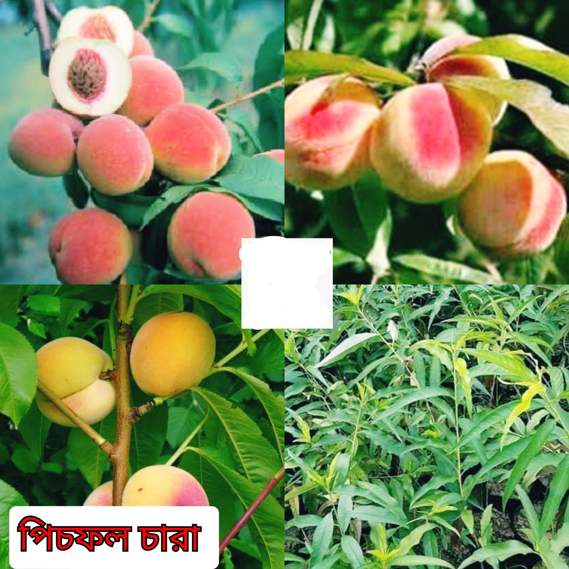 Picture of Peace Fruit Seedlings ( Per Seedlings)