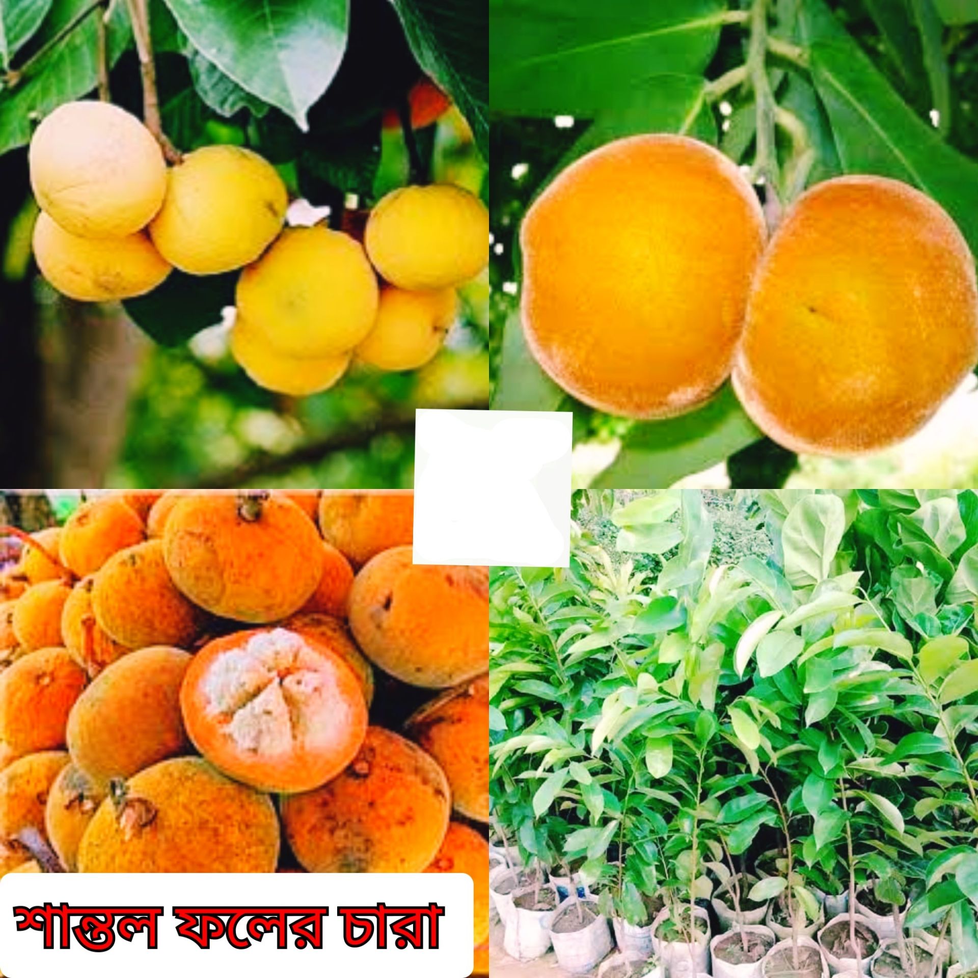 Picture of Santol Fruit Seedlings ( Per Seedling)
