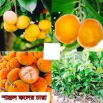 Santol Fruit Seedlings ( Per Seedling)