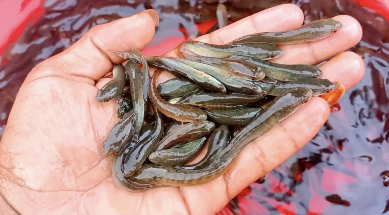 Picture of  Vietnam shoals are 2 to 3 inch(500 piece)
