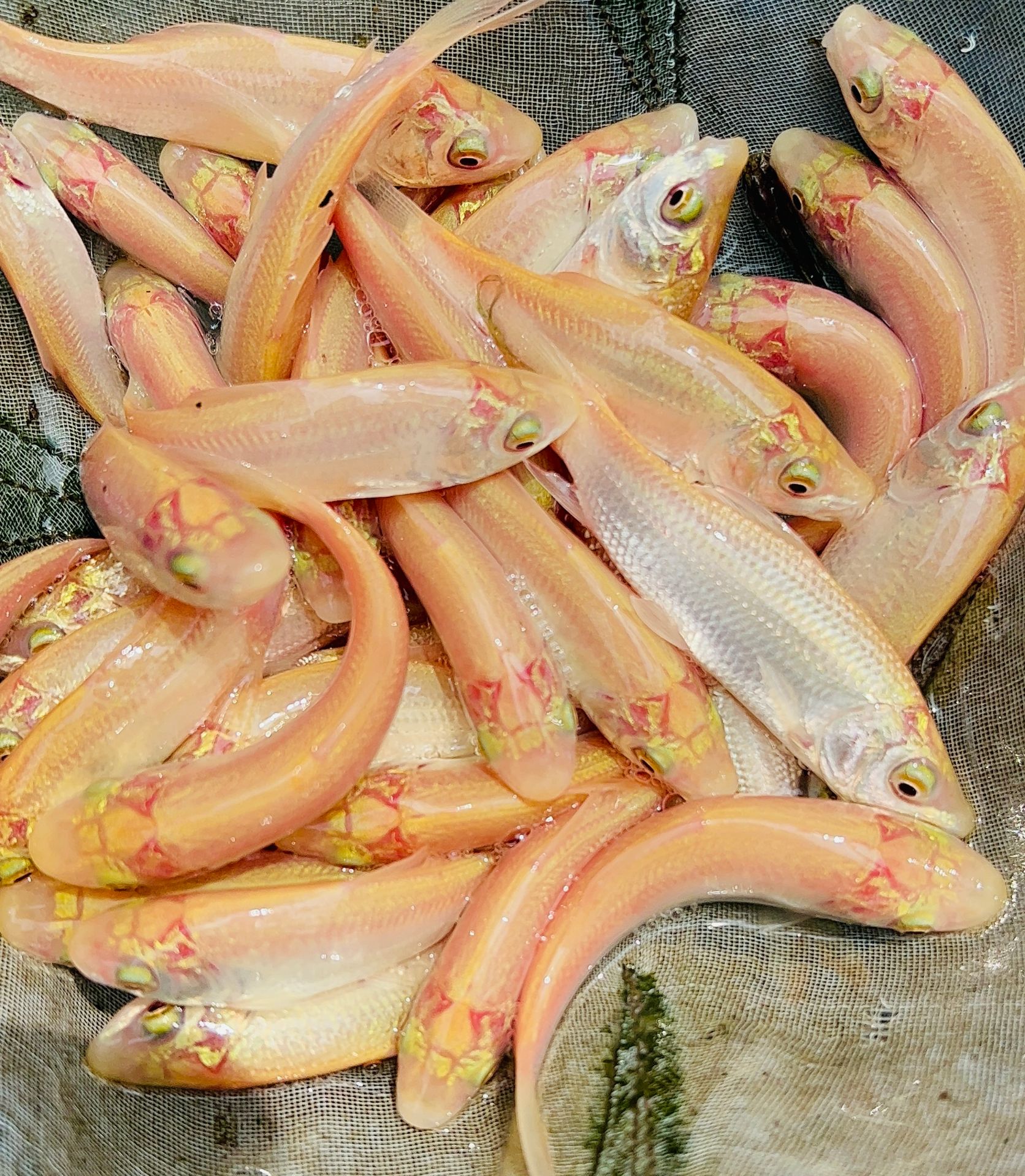 Picture of Sonali Rui Size 3inch (500 piece)