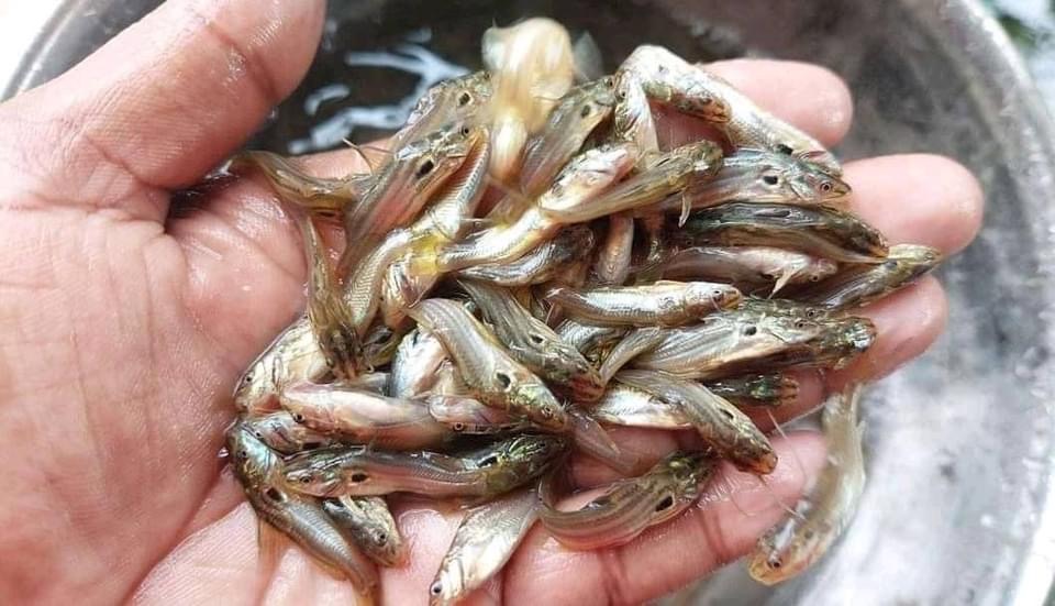 Picture of Deshi Tengra 1-1.5 inch (5000 Piece)