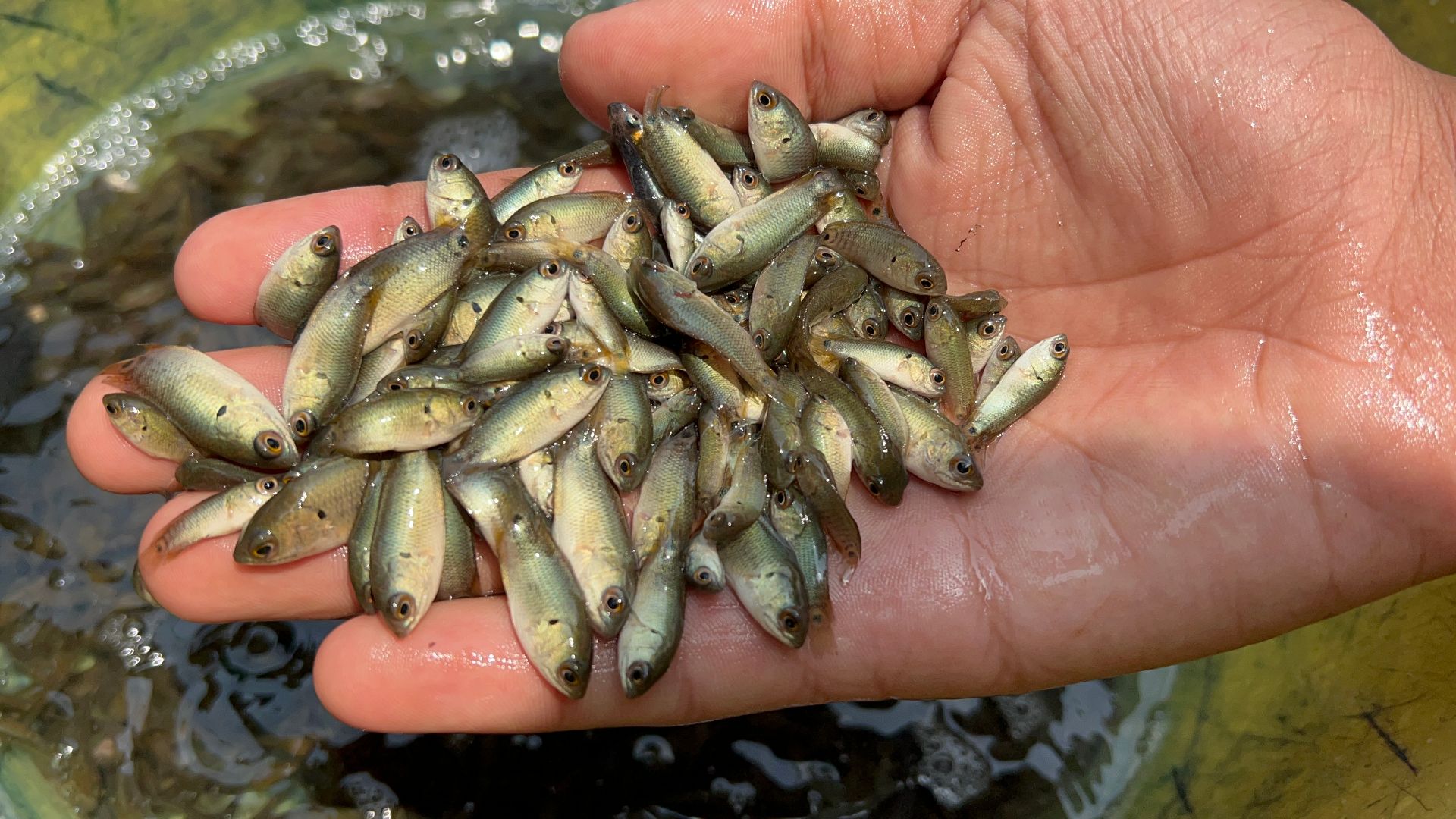 Picture of Vietnam koi Size 1-1.5 inch (5000 Piece)
