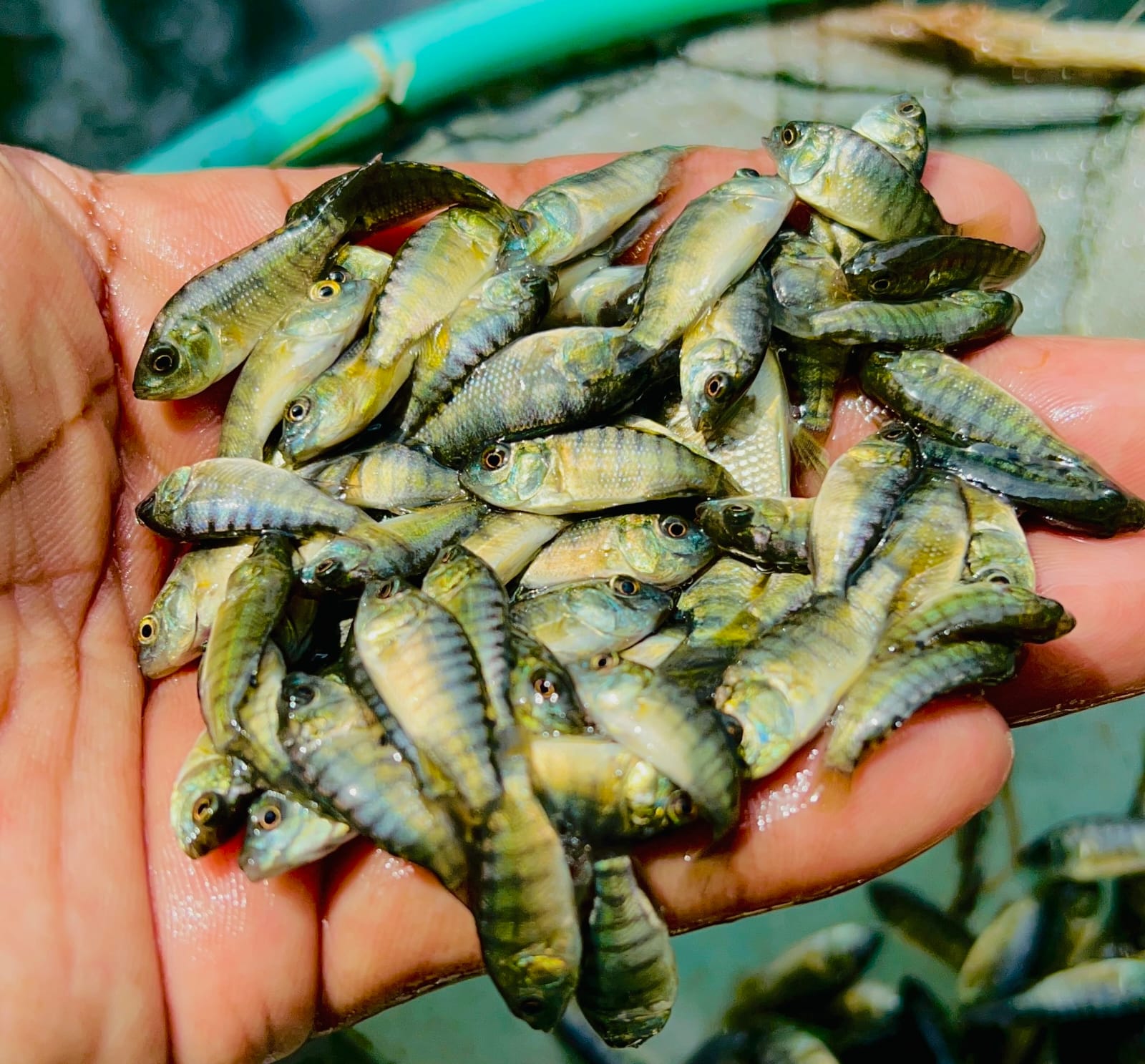 Picture of Monosex Telapia 1-1.5 inch (5000 Piece)