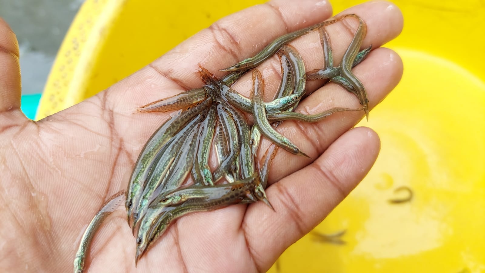 Picture of Tara Baim Size 1inch (5000 Piece)