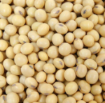 Soya Seed LC (per kg)