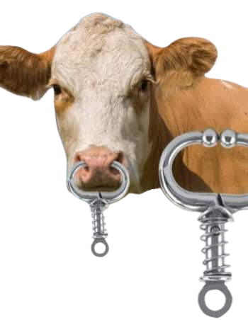 Picture of Cow Nose Ring spring SS (Per Piece)