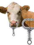 Cow Nose Ring spring SS (Per Piece)