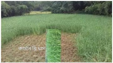 Picture of জার্মান হোয়াইট হাইব্রিড (১০০০ পিস)