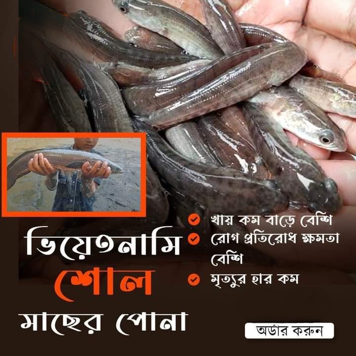 Picture of Vietnamese Shoal Fish Pona 2.5-3 Inch(Per 1000 Piece)