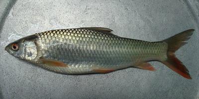 Picture of Mrigel macher Pona ( 20 kg )