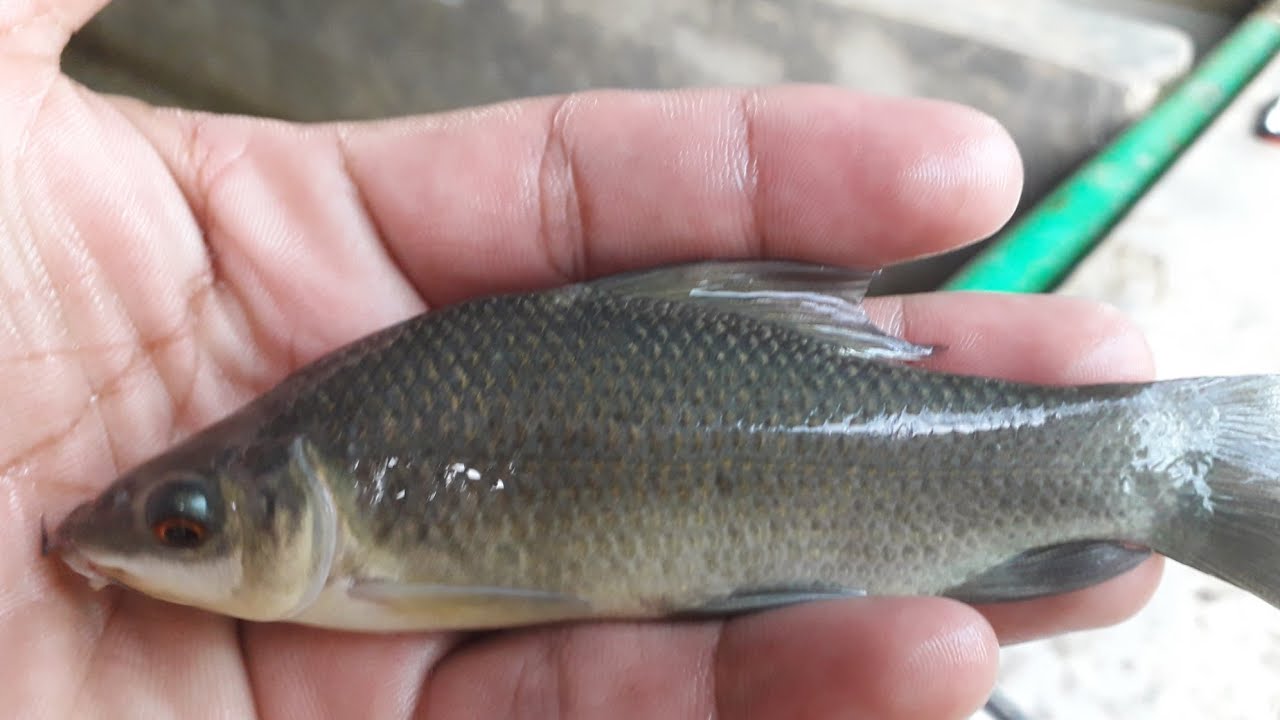 Picture of Kalibaus macher Pona ( 20 kg )