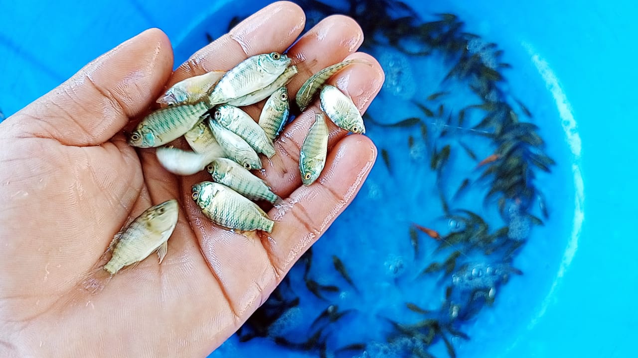 Picture of তেলাপিয়া মাছের পোনা  (১০ হাজার পিস)