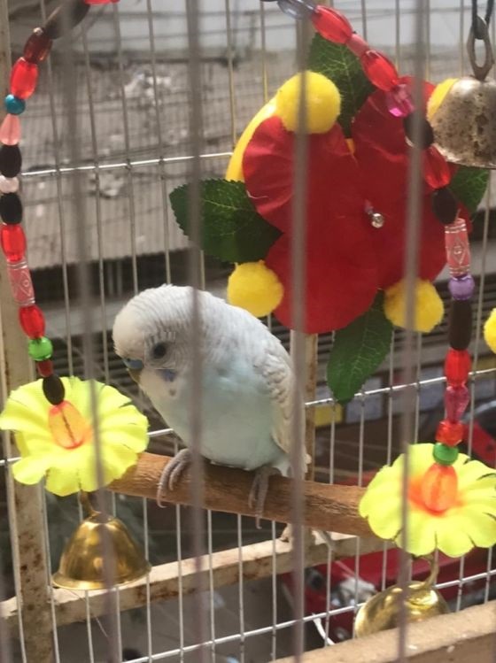 Picture of Hanging Parrot Stand - Bird Toy