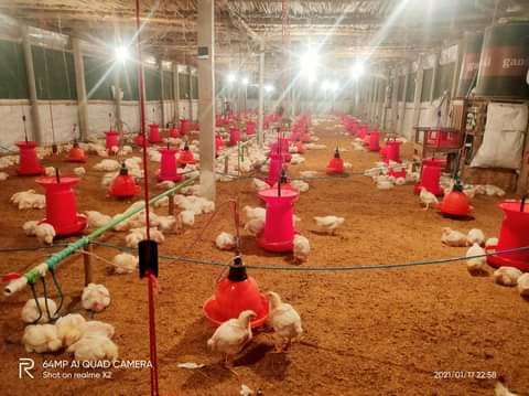 Picture of Auto Drinker – For Poultry Farm