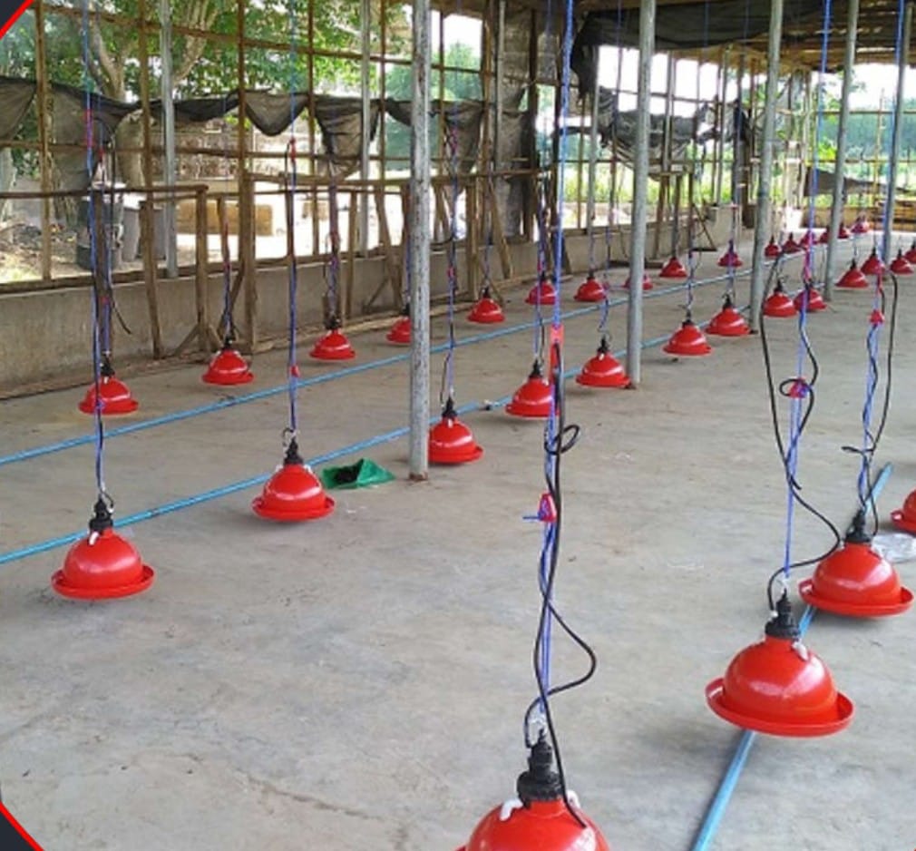 Picture of Auto Drinker – For Poultry Farm