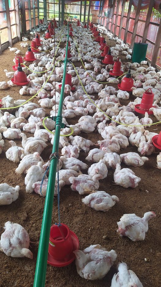 Picture of Auto Drinker – For Poultry Farm
