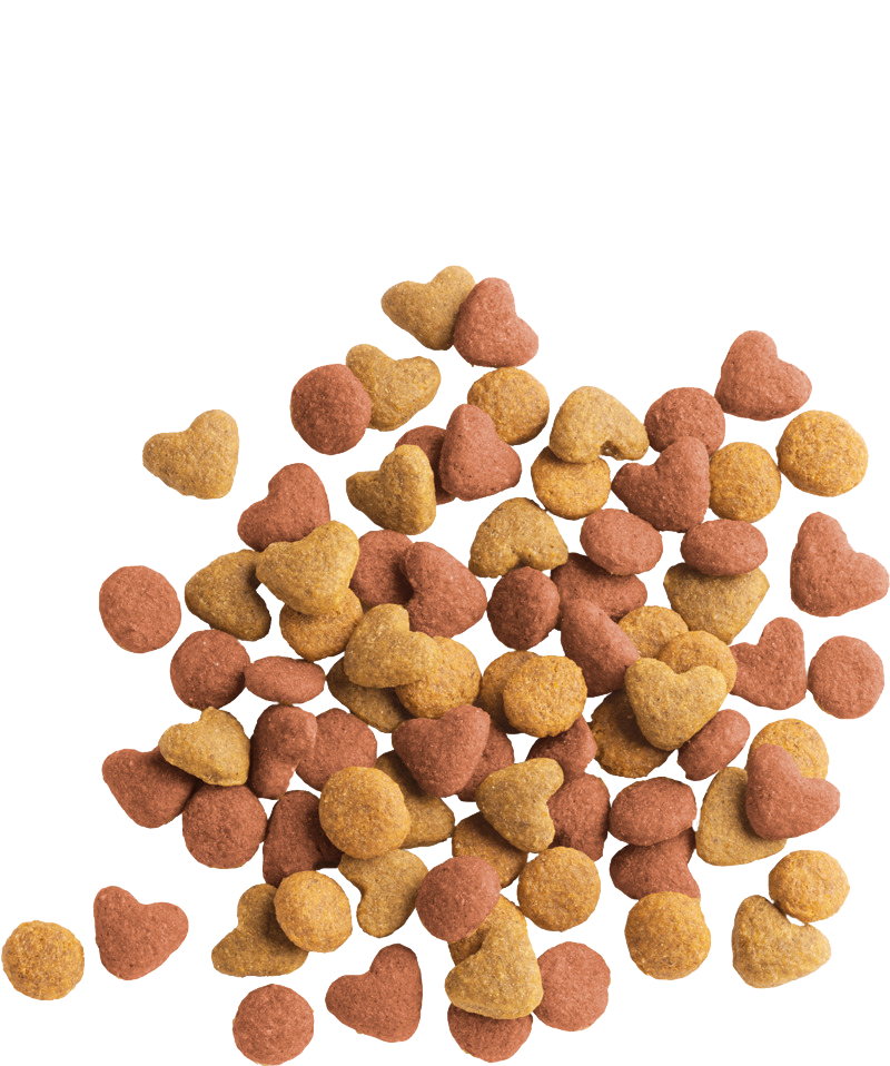 Picture of Kitten Food Versele Laga Lara Junior Chicken Flavour Dry Cat Food 2kg