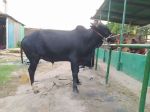 Deshal :Black