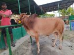 Deshal:Light Red