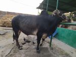 Deshal:Black and Brown