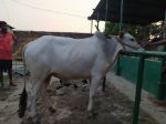 Deshal:White