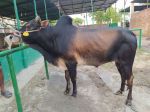 Deshal:Black and Brown