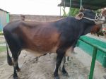 Friesian Jersey: Red and Brown