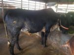 Friesian : Black
