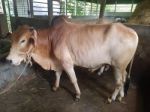 Deshal: Reddish White